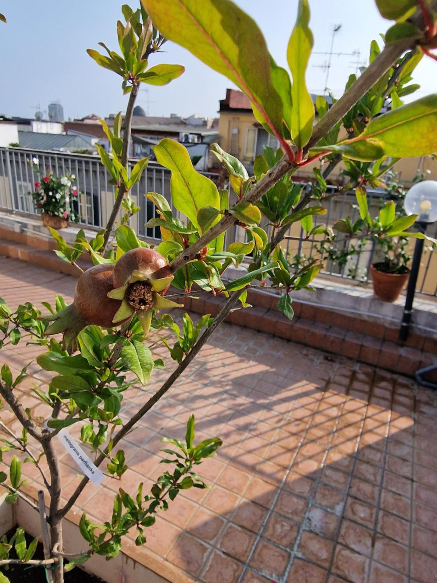 Hotel La Terrazza Delle Fate Neapol Exteriér fotografie